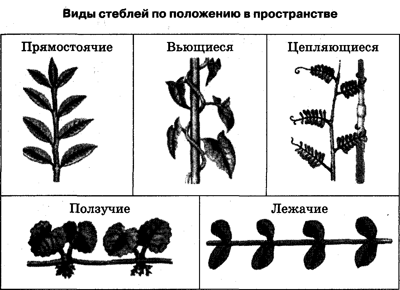 Какие виды стеблей