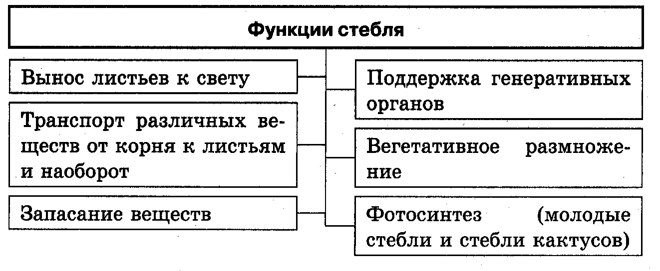 Функции стебля биология. Основные функции стебля.