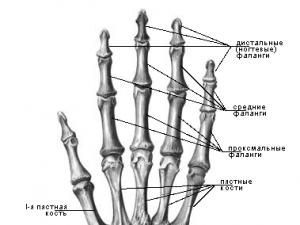 Struktura lidské ruky se jmény